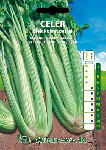 Celer Giant Pascal
