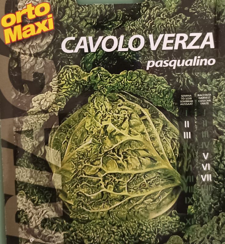 Kale seed, variety: Pasqualino