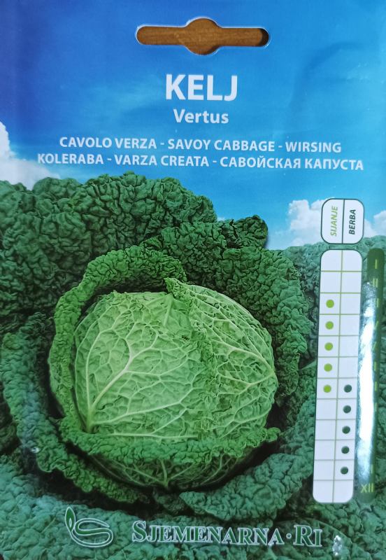 Kale seed, variety: Vertus