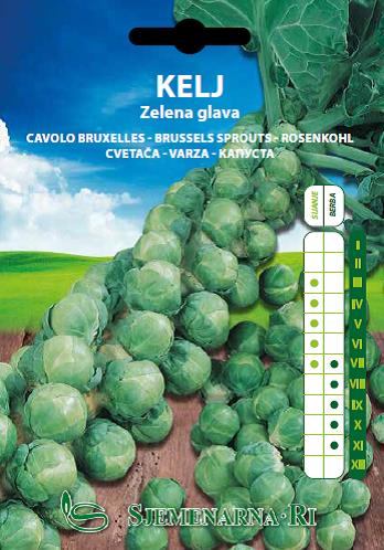 Kelj zelena glava