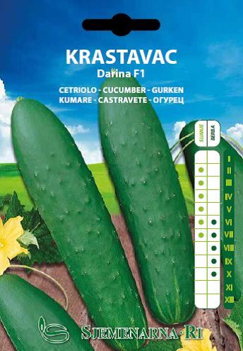 Cucumber seed packet, DARINA F1 variety