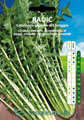 Radić Catalogna gigante di chioggia