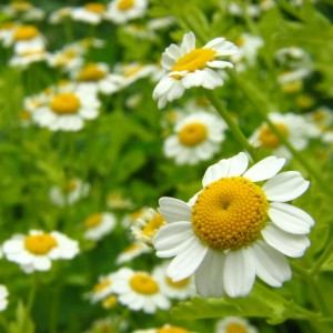 CHAMOMILE SEEDS