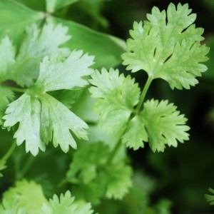 CORIANDER SEEDS