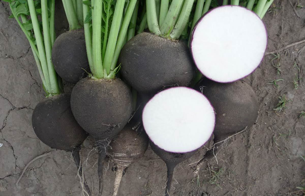 Black radish seed