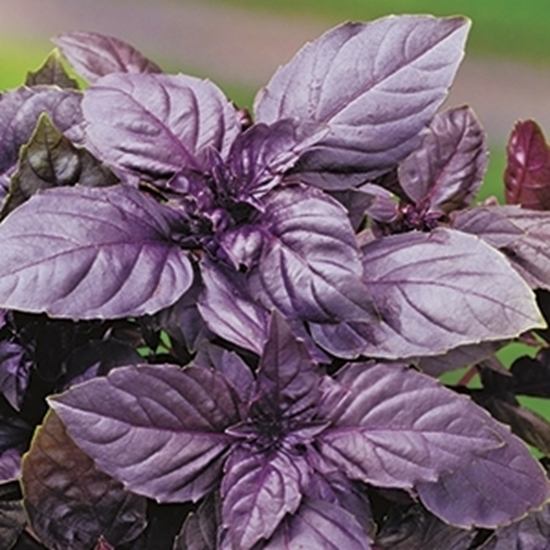 Purple basil seed