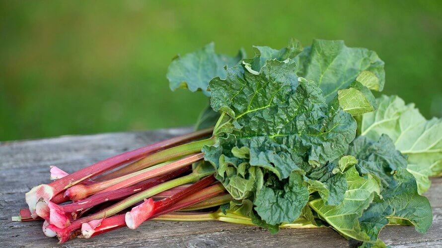 Rhubarb seeds