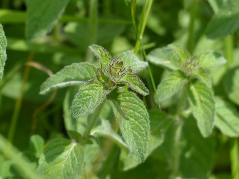 Mint seeds