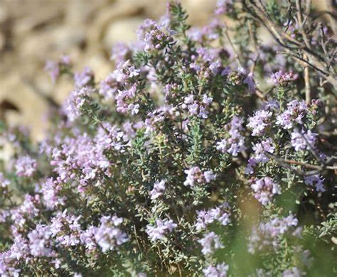 Thyme seed