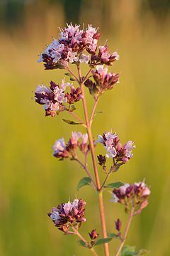 Oregano seed