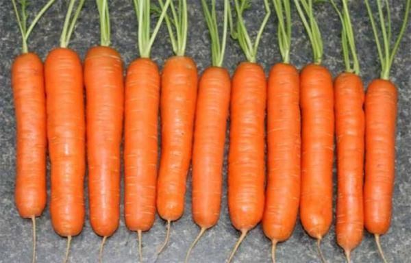 Bio carrot seeds of medium length