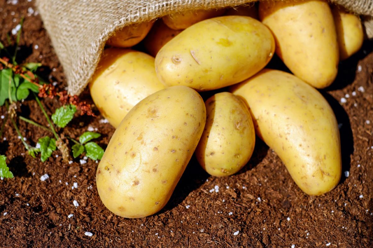 Seed potatoes