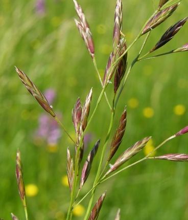 VLASULJA LIVADNA-Festuca pratensis Huds.   