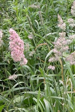 KLUPČASTA OŠTRICA-Dactiylis glomerata L.  