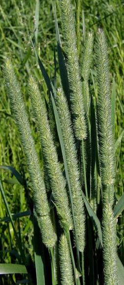 Phleum pratense seed