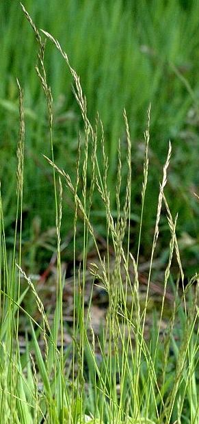 VLASULJA NACRVENA-Festuca rubra L.