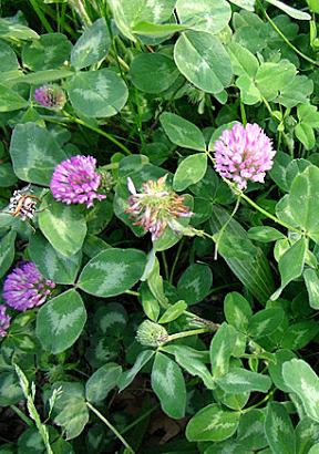 RED CLOVER-Trifolium pratense L.