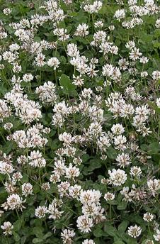 WHITE CLOVER-Trifolium repens L.