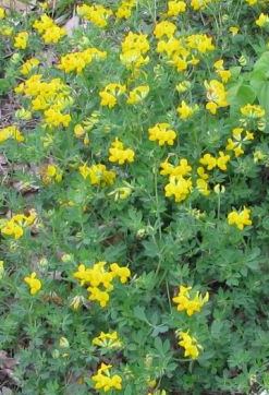 Lotus corniculatus L.