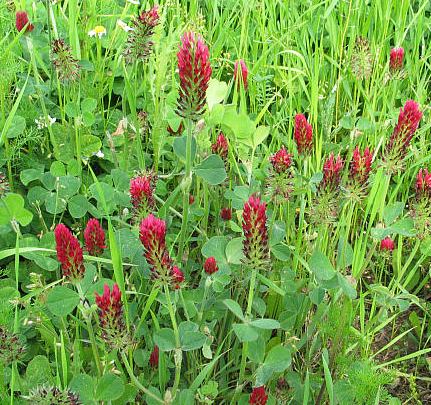 INKARNATKA- Trifolium incarnatum L. 