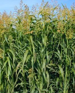 SUDANSKA TRAVA-Sorghum sudanense