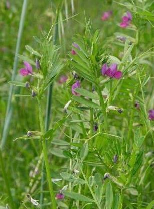 Vicia sativa L. ;Vicia villosa L.