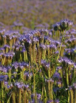 FACELIJA-Phacelia tancetifolia