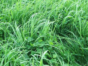 CLOVER GRASS MIXTURES