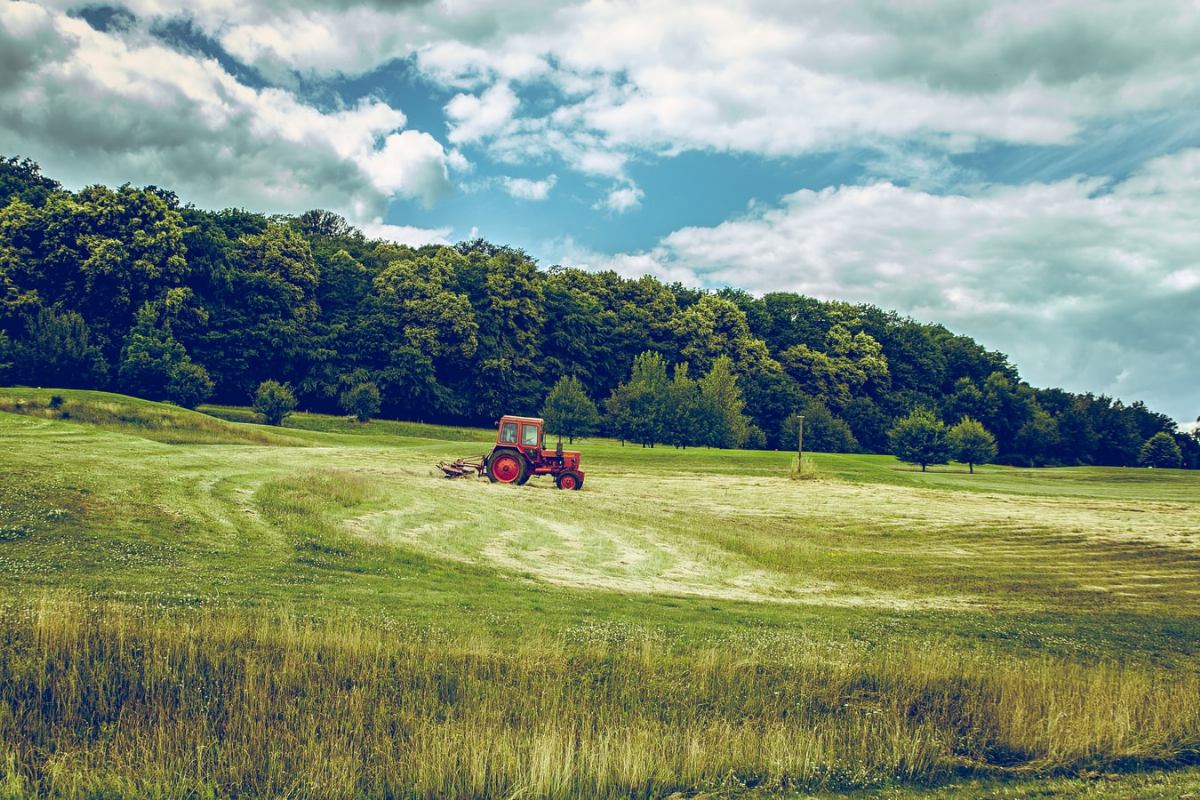 Seeds of ornamental grasses, fodder and grass clover mixtures