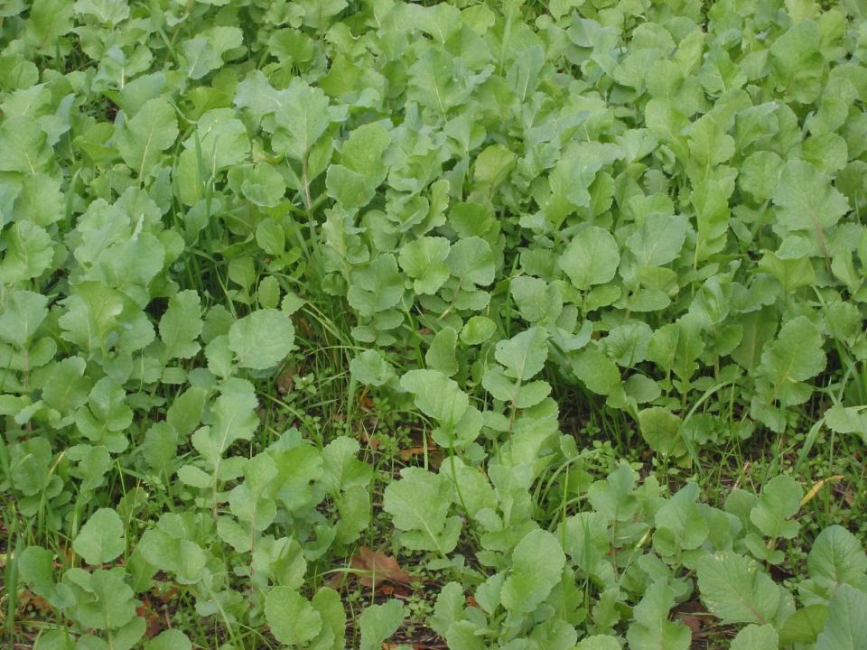 ULJNA ROTKVA (raphanus sativus)-Romesa, 25kg