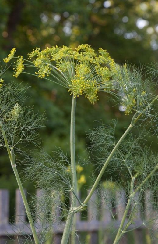 Dill seed packet