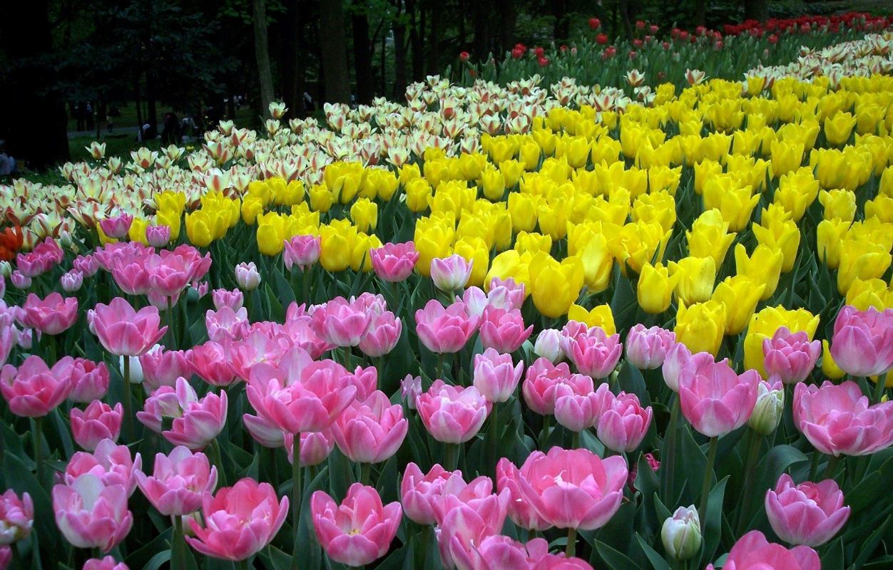 PREMIUM FLOWER BULBS