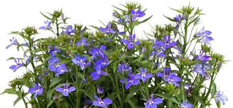 Blue lobelia seed