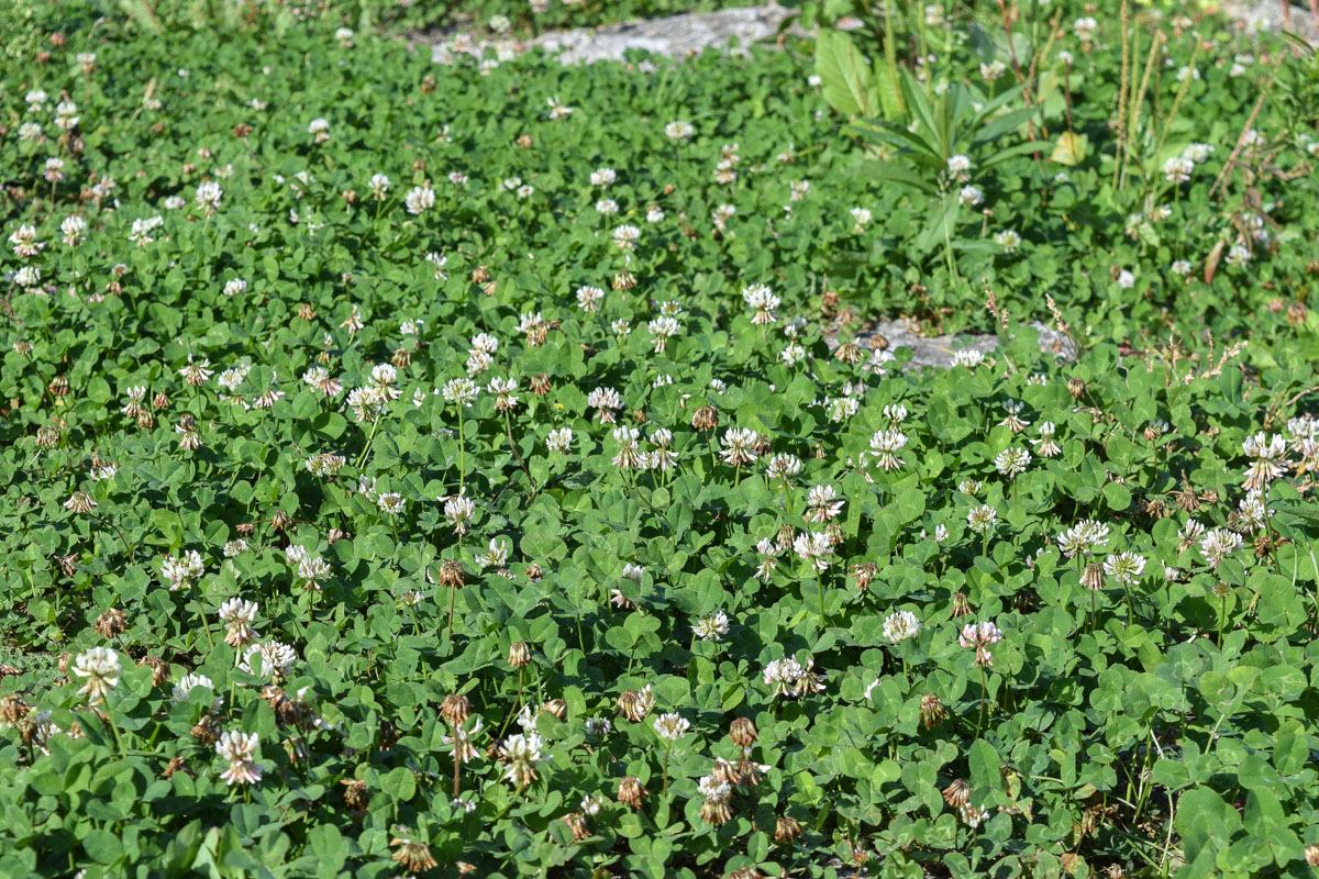 White clover HUIA 1kg