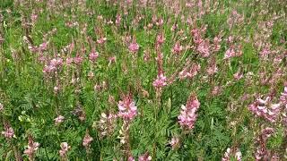 Sjeme esparzete sa ljuskom 25 kg vreća