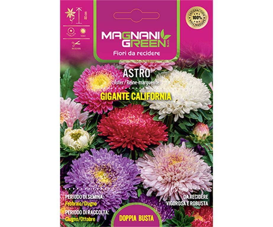 ZVJEZDAN GIGANTE CALIFORNIA