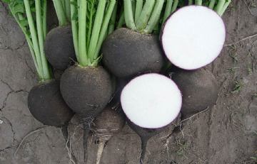 Black radish seed