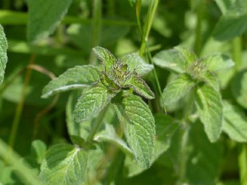 Menta