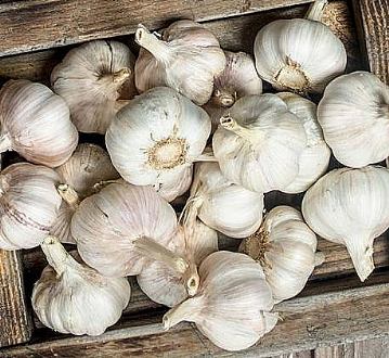 Seed garlic 500 gr.