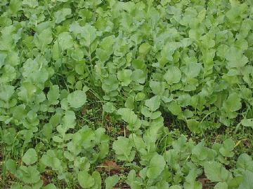 ULJNA ROTKVA (raphanus sativus)-Romesa, 25kg