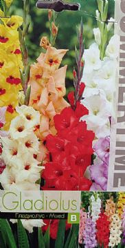 Premium lukovice cvijeća Gladiola