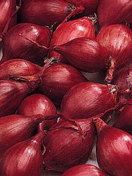 Ljutika Red Sun 500 gr